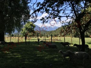 vista panoramica del terreno de 5 hás en Puelo