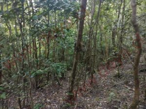 bosque de arrayanes